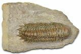 Detailed Crotalocephalina Trilobite - Atchana, Morocco #372402-3